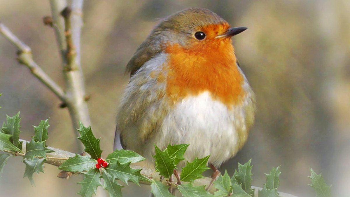 Nightingale Flying Wings