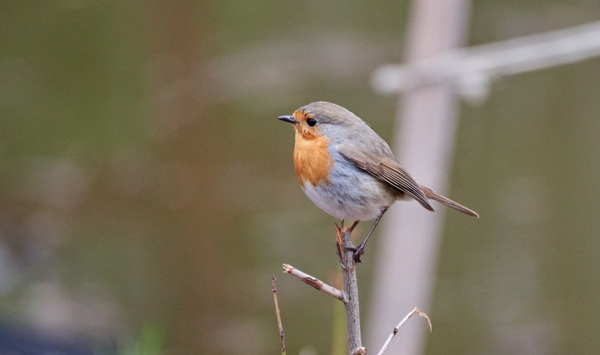 Фото Малиновки птицы крупным планом