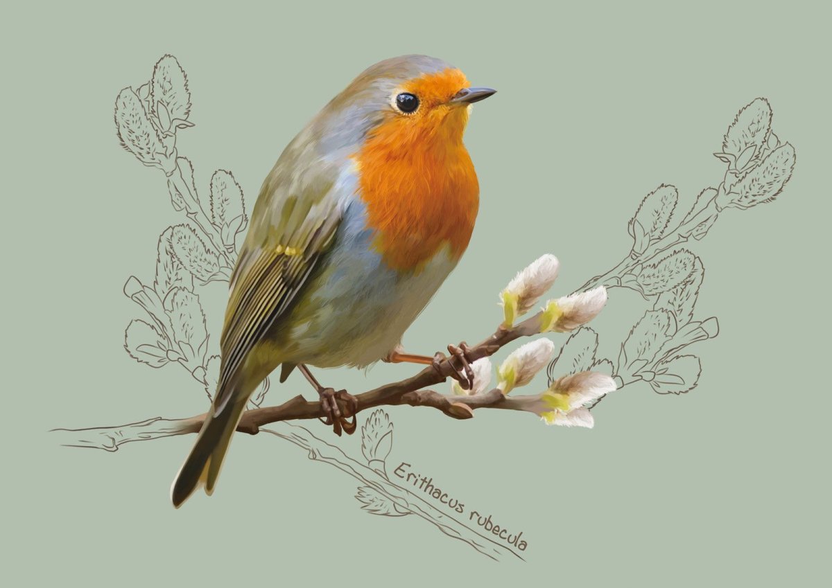 Красногрудая Зарянка Великобритания