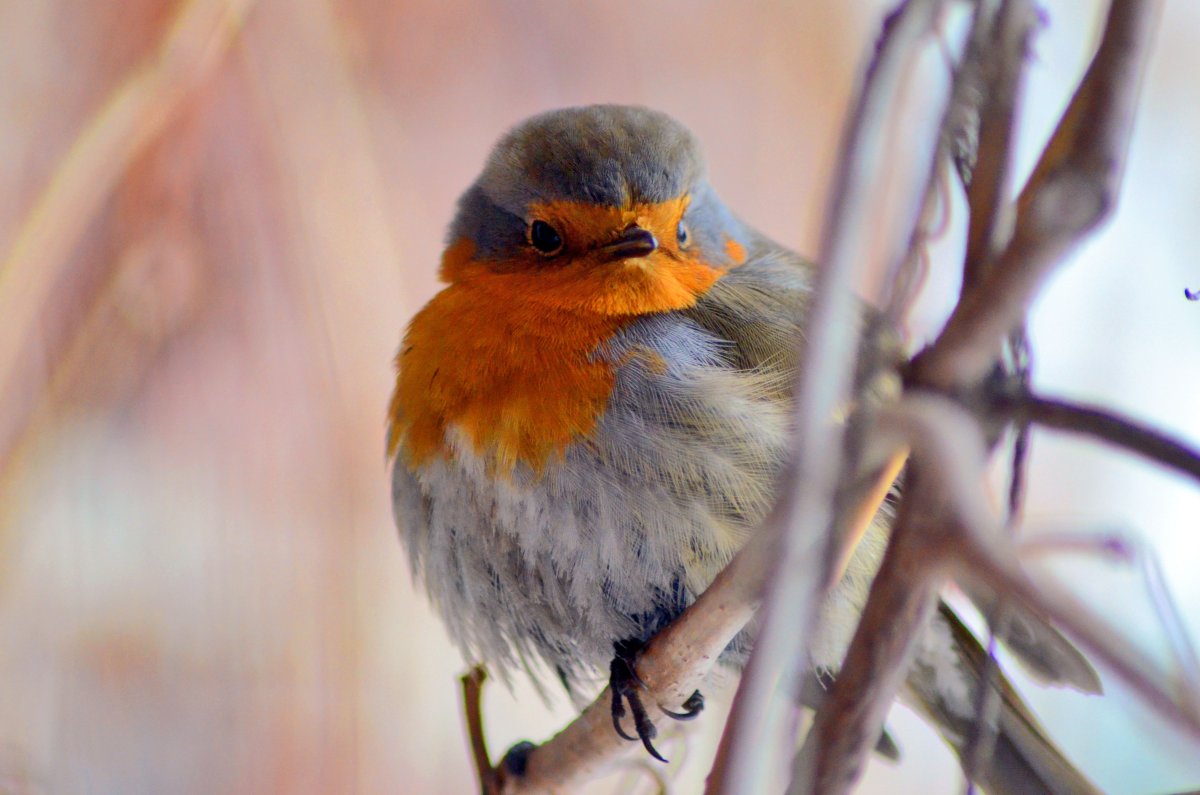 Птица Робин Малиновка