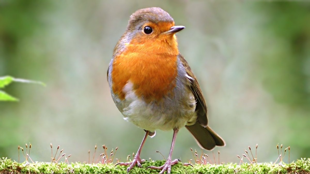 Реклама коттеджей птичка