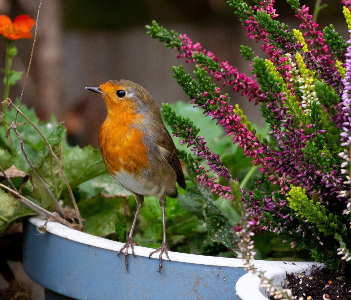 Зарянка зимой в лесу