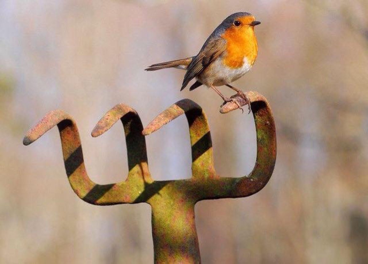 Анна Мейсон птицы акварель