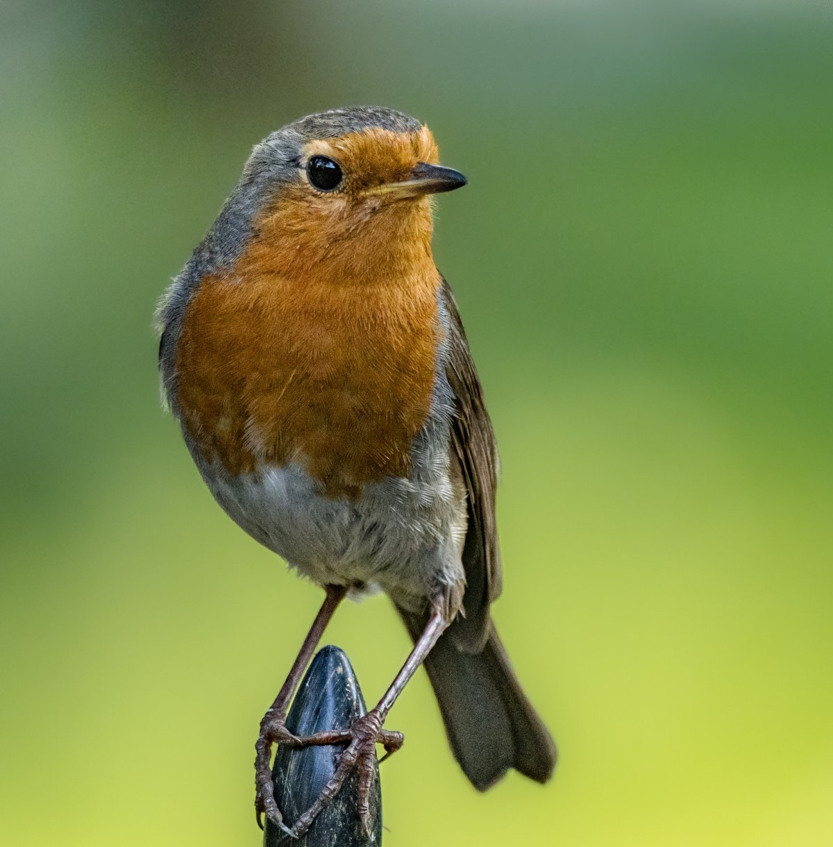 Зарянка Малиновка горихвостка