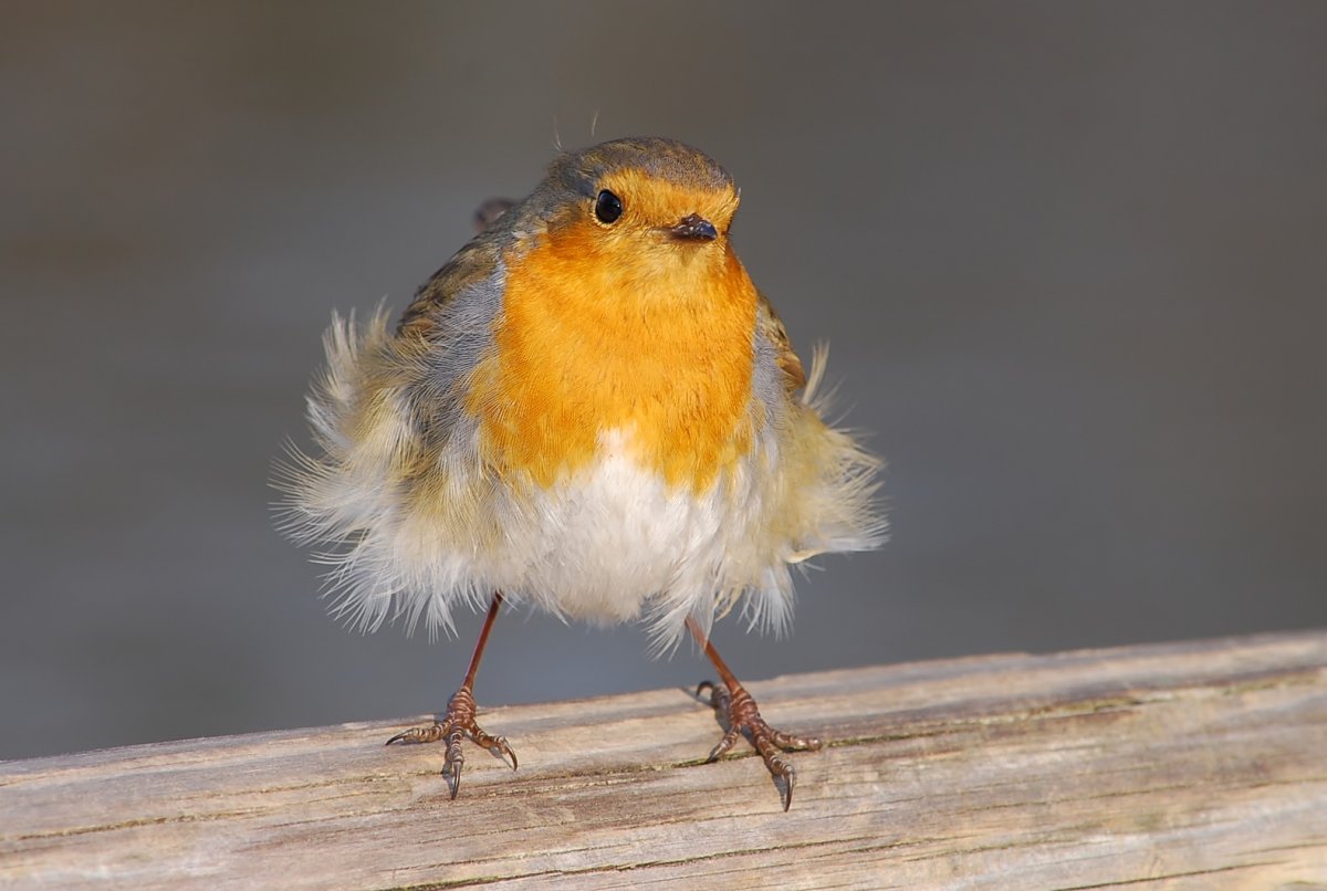 Альбина статных художник