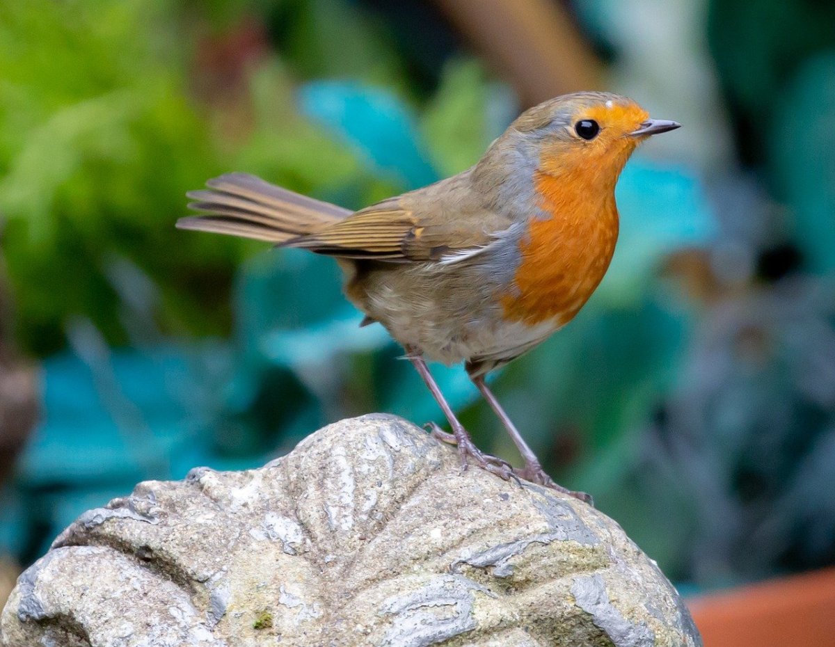 Малиновка Зарянка акварелью