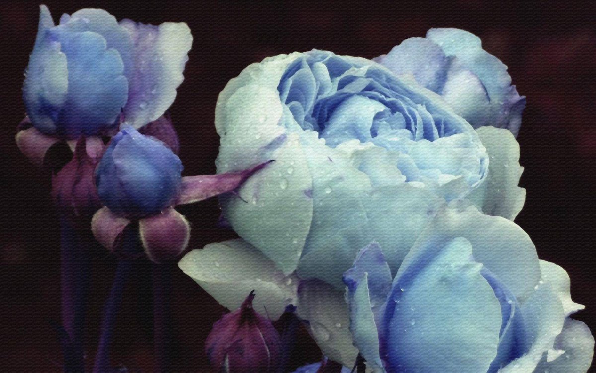 Цветы пионы голубые