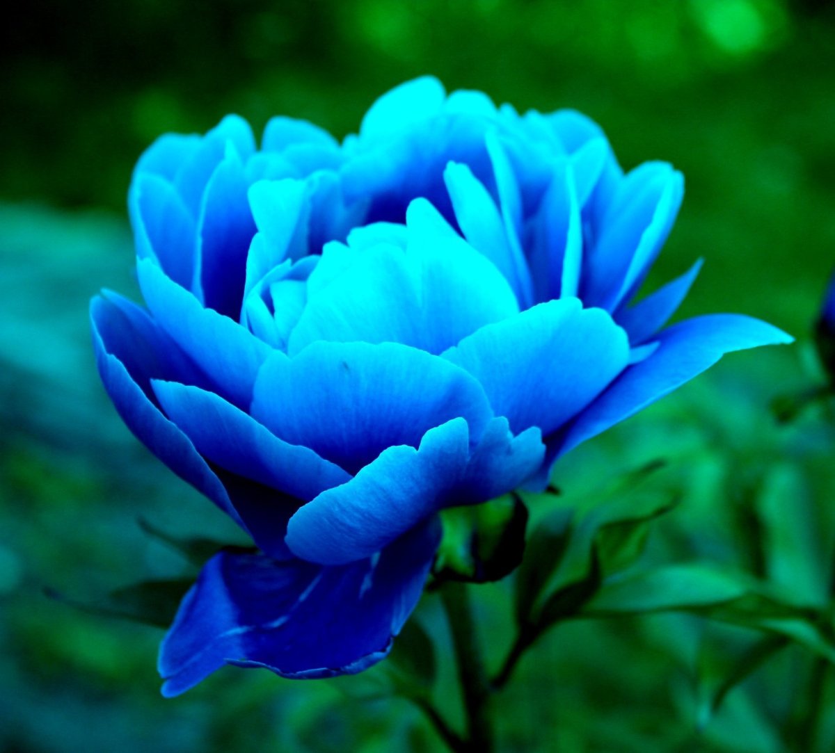 Пион Блю Роуз