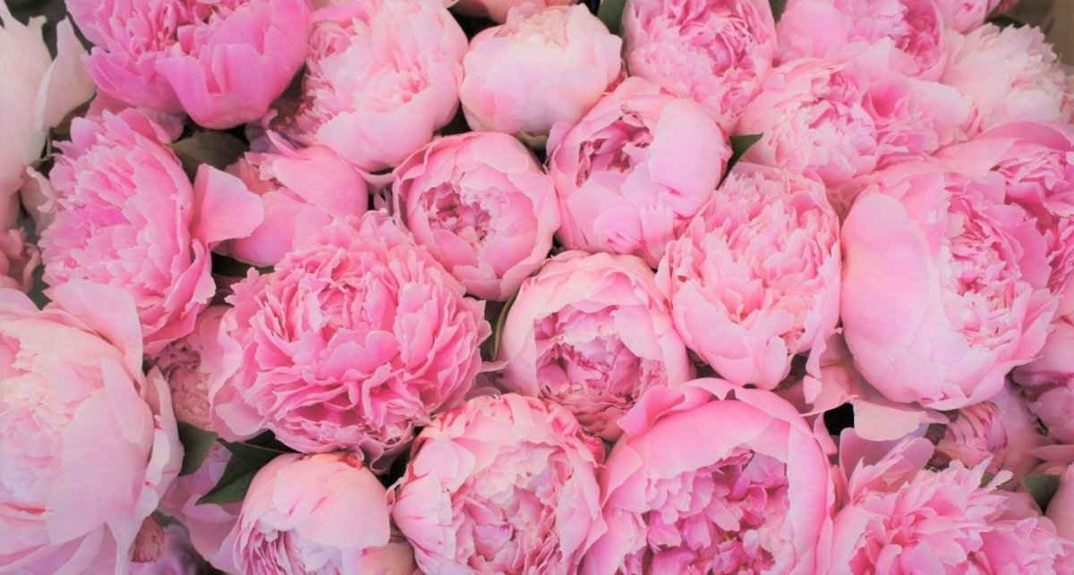 Синие пионы