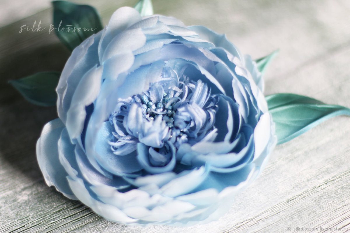 Пион голубой