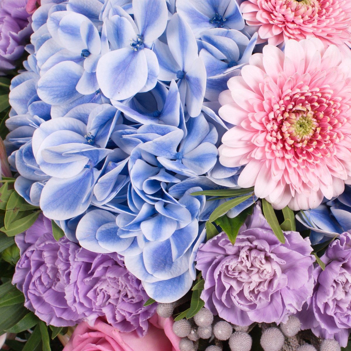 Пион древовидный сапфир