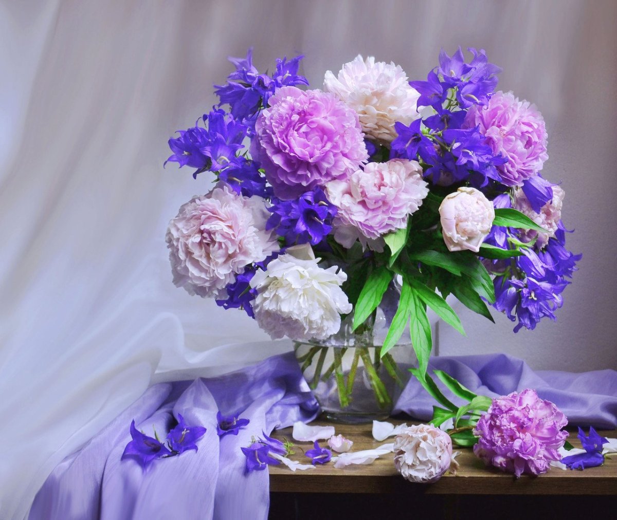 Пион синий сапфир