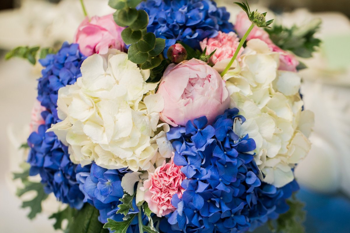 Пион голубой