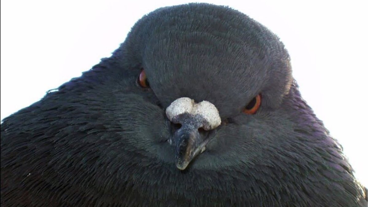 Голубь Женя