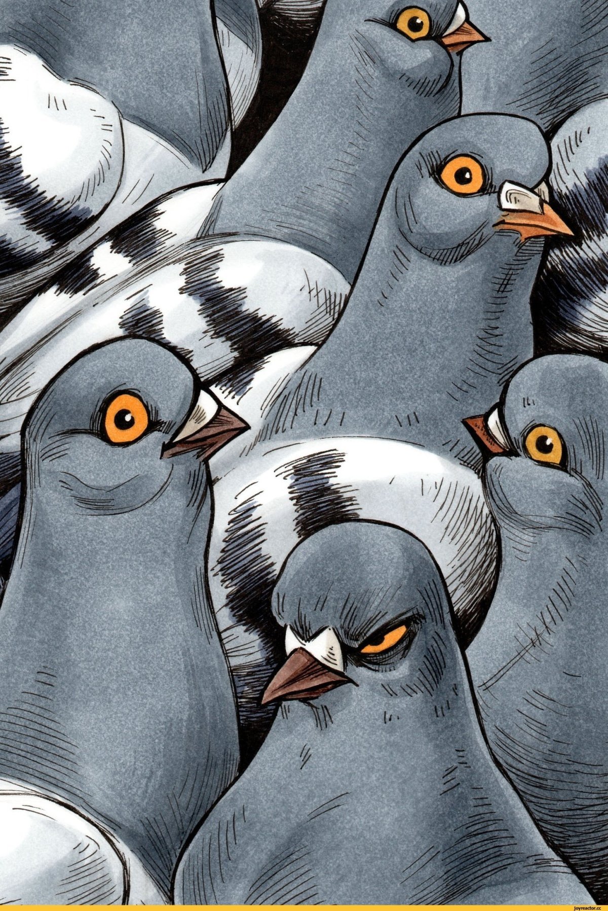 Смешной голубь