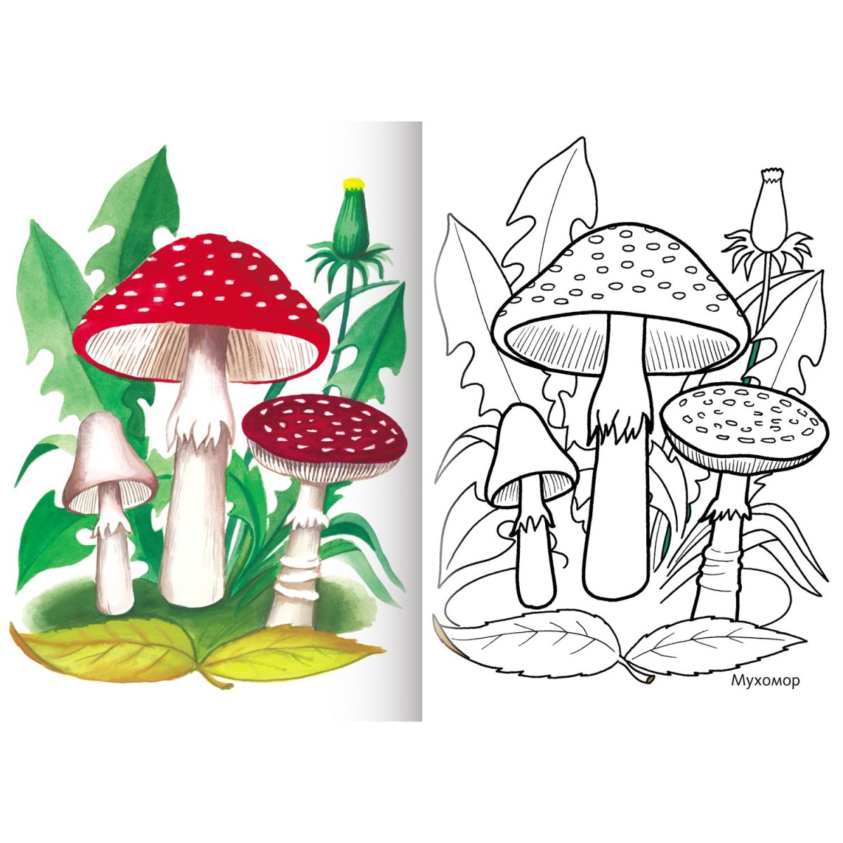 Рисунок на холсте мухомор