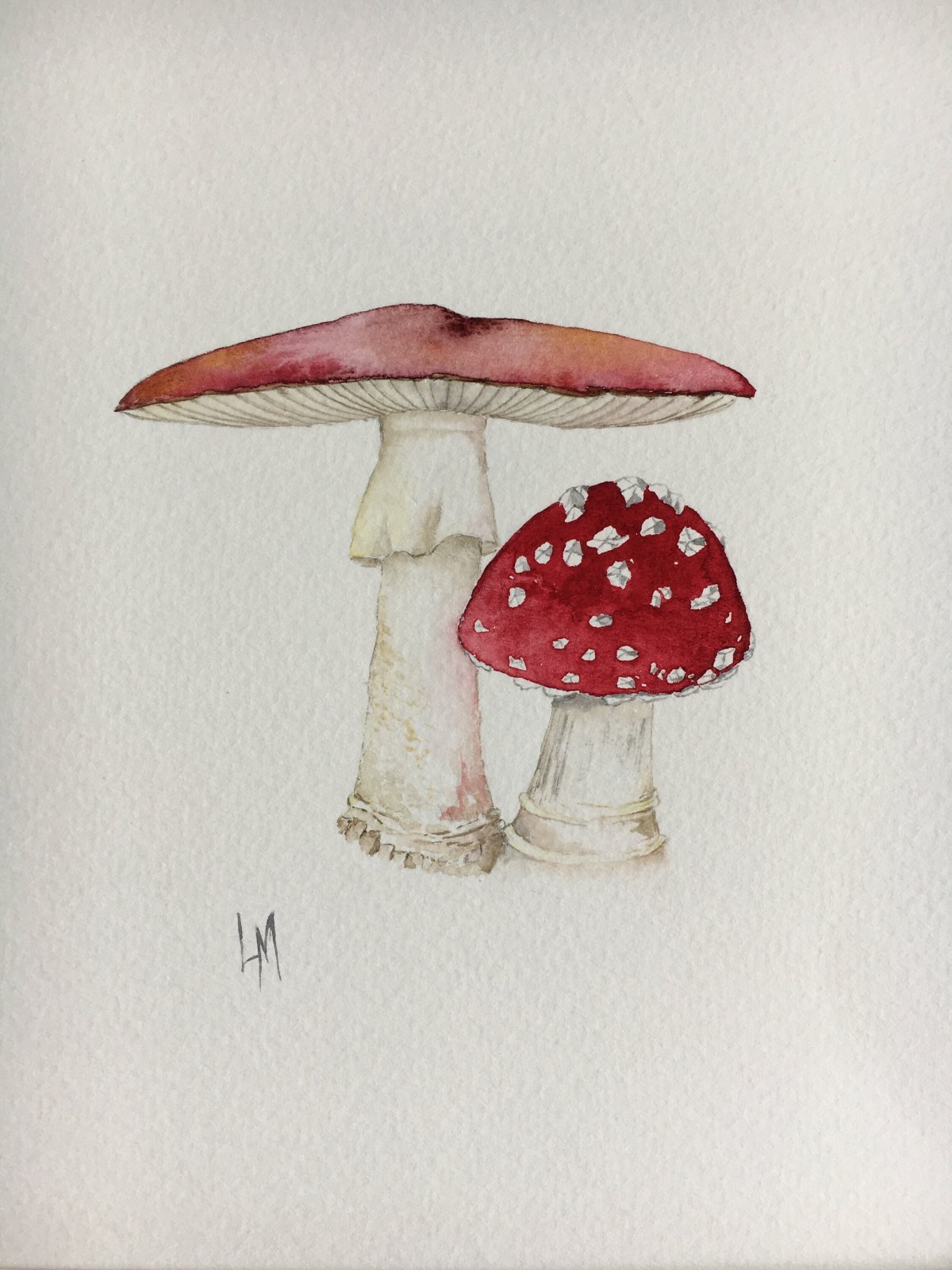 Мухомор инди КИД