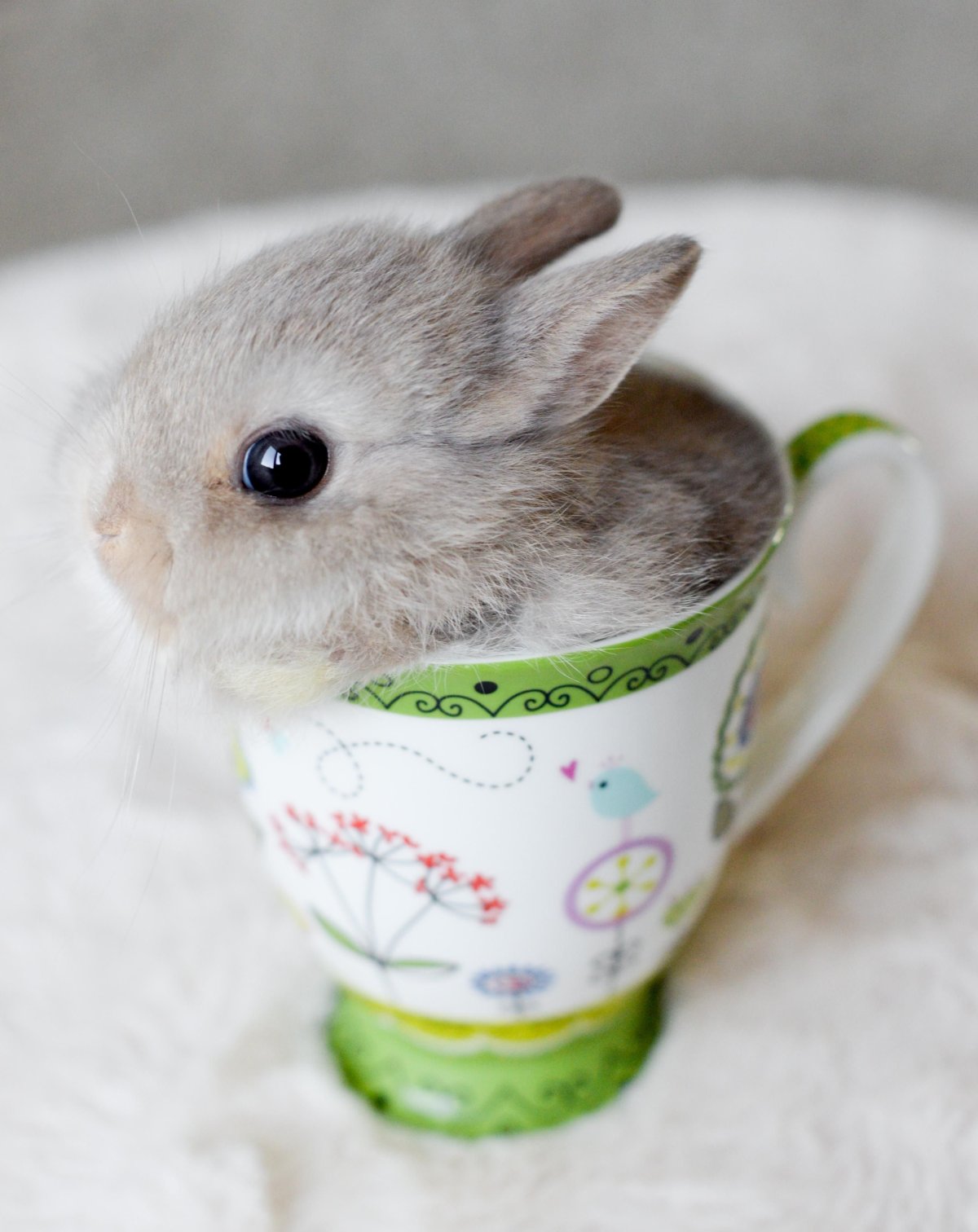 Раздаточный материал зайчики