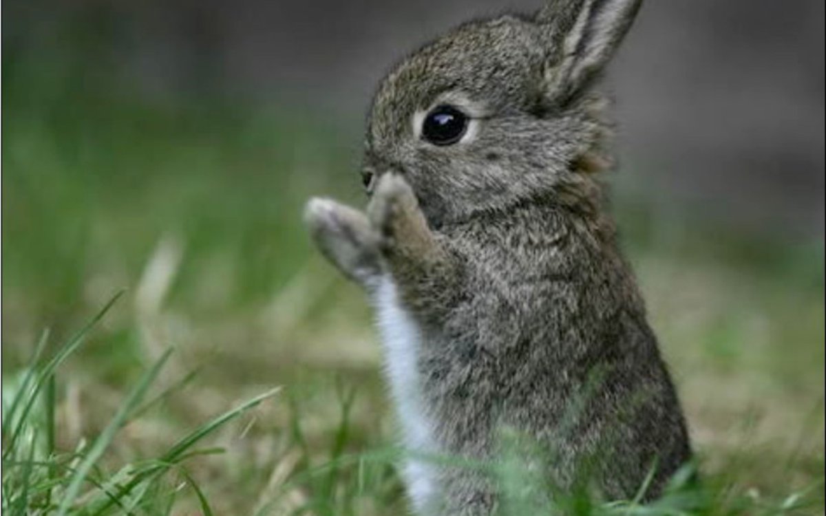 Заяц Лесной