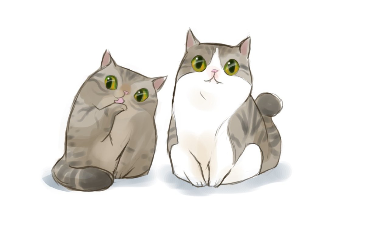 Два кота на белом фоне
