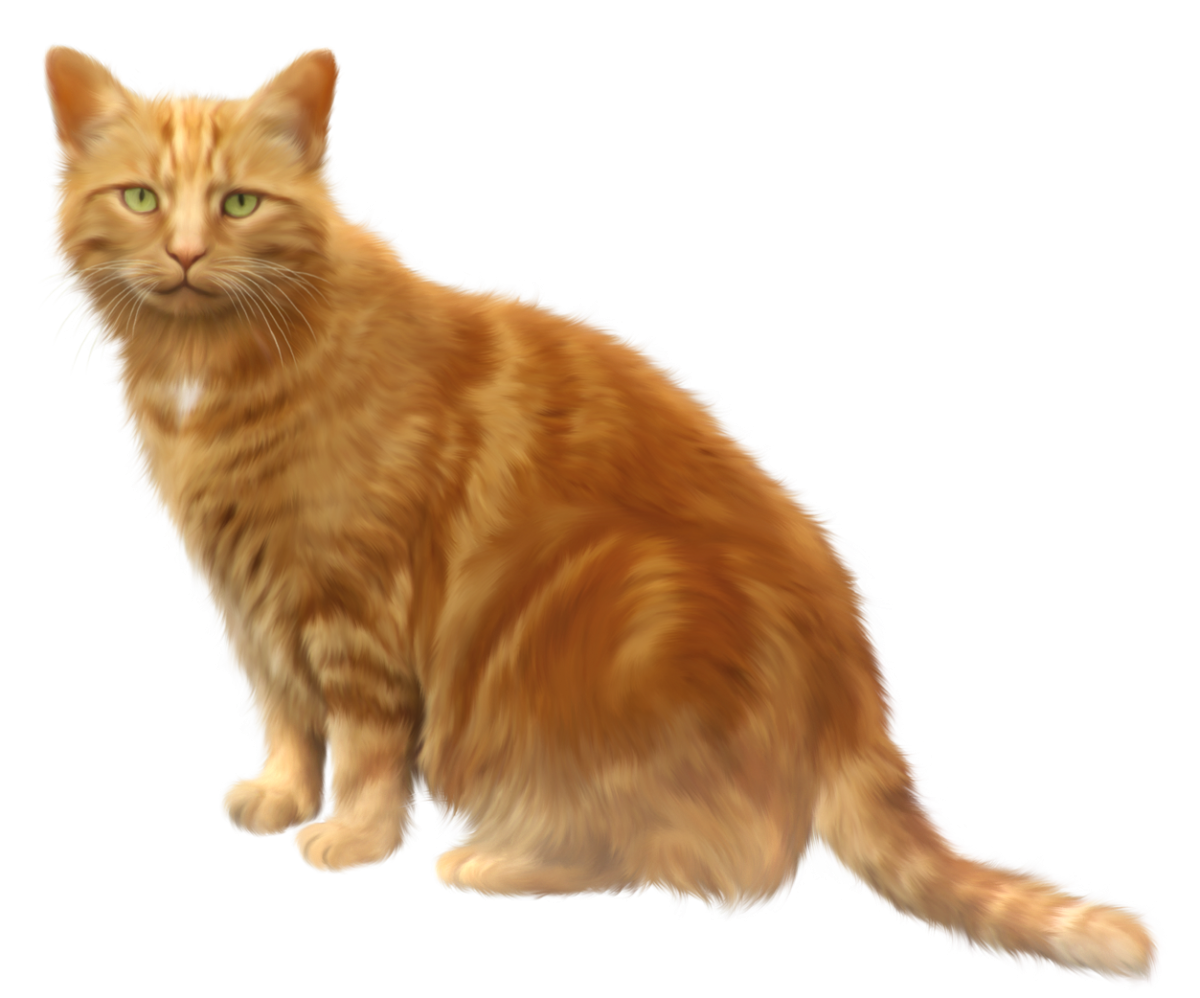 Рыжий кот на белом фоне