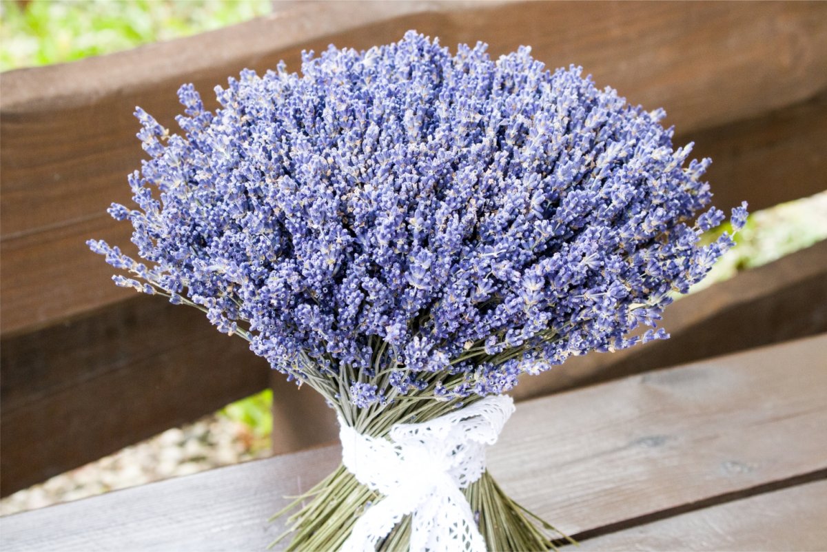 Пучок лаванды