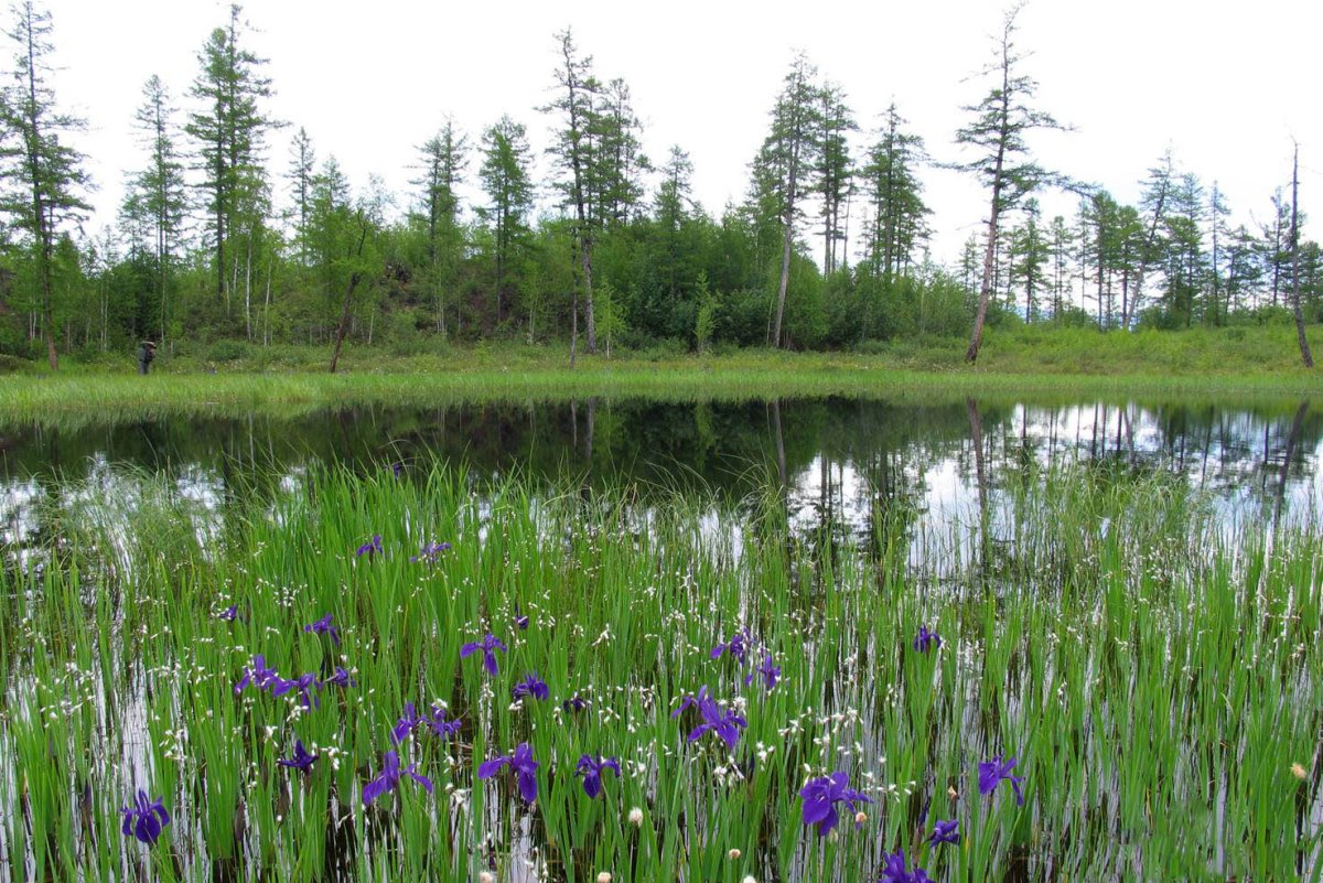 Забайкалье край природа