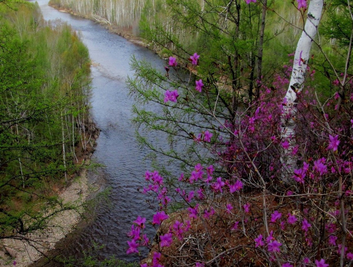 Природа Забайкальского края багульник