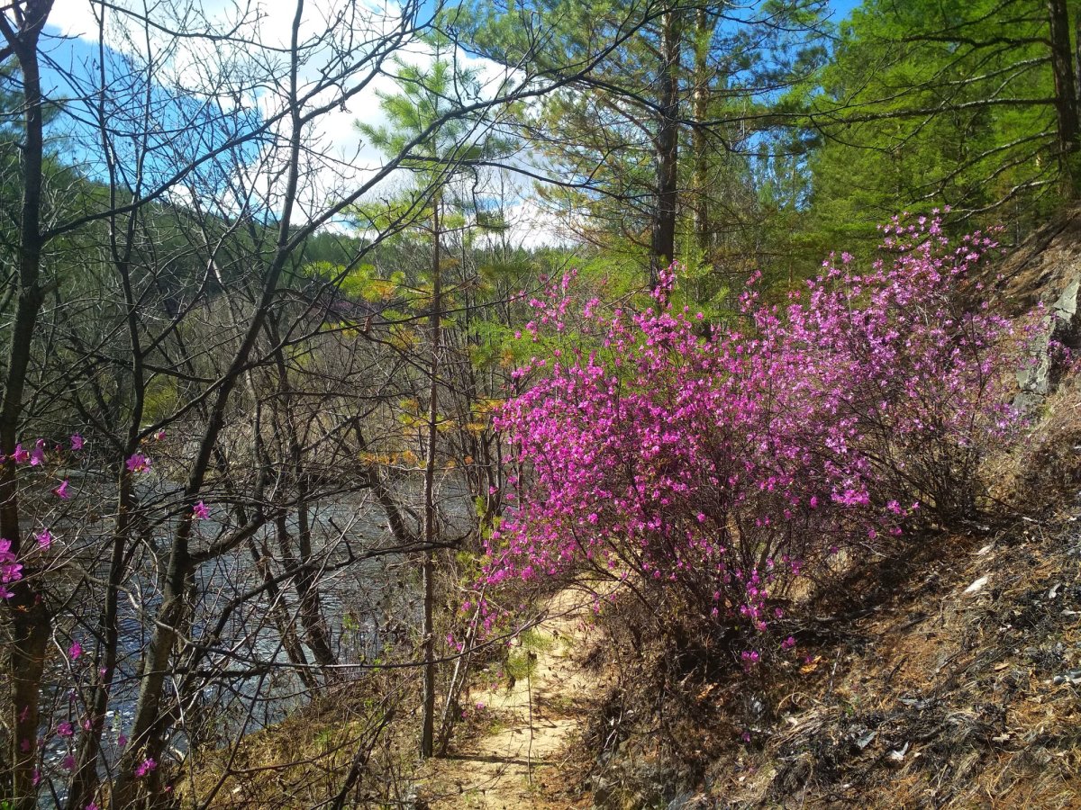 Рододендрон Даурский Забайкалье