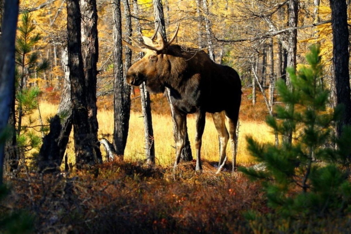 Национальный парк Алханай животные