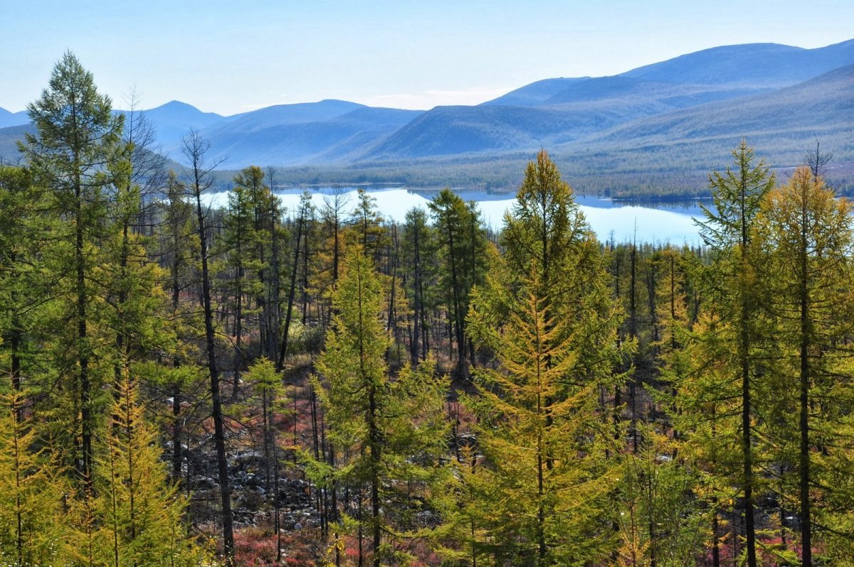 Тайга Забайкалье