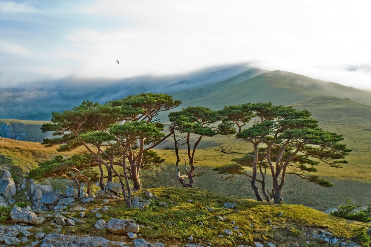 Дальневосточный морской заповедник Флора