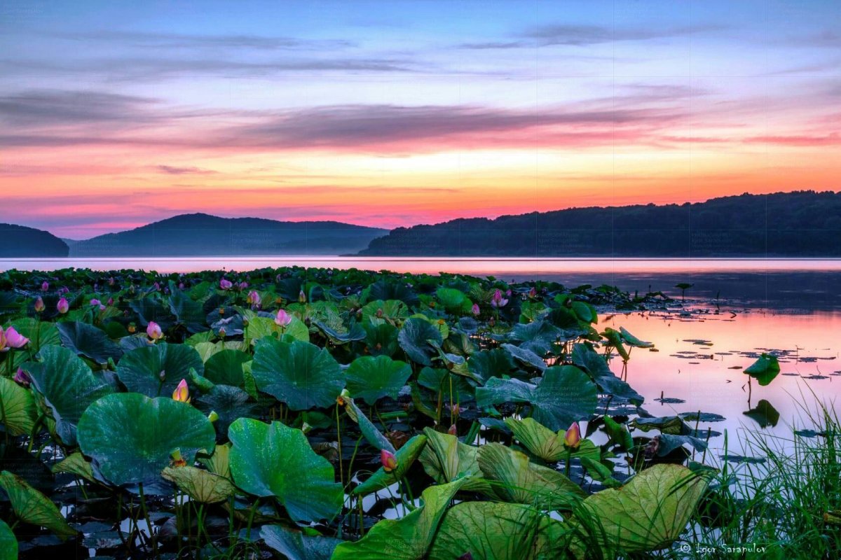 Озеро лотосов Приморский край