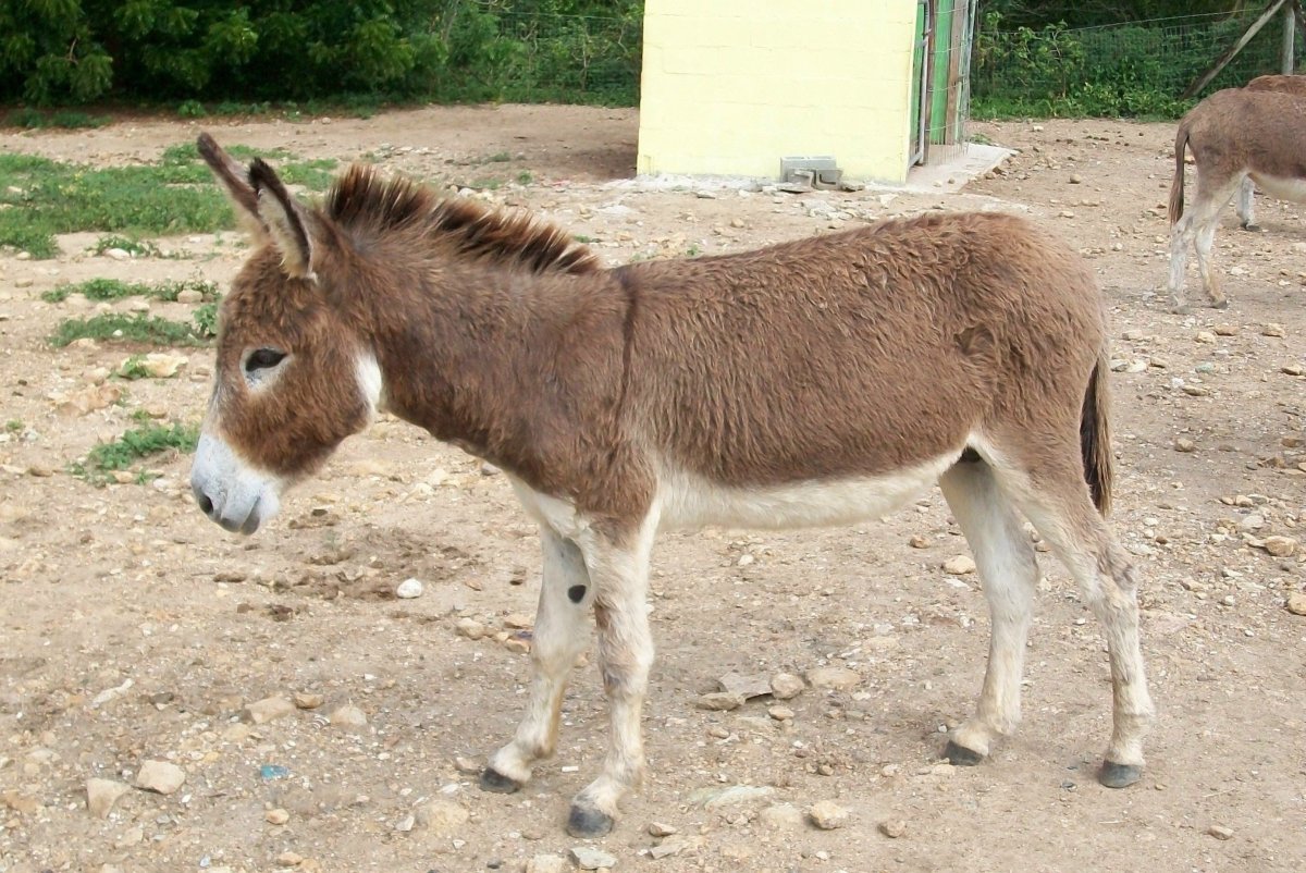 Домашний осёл