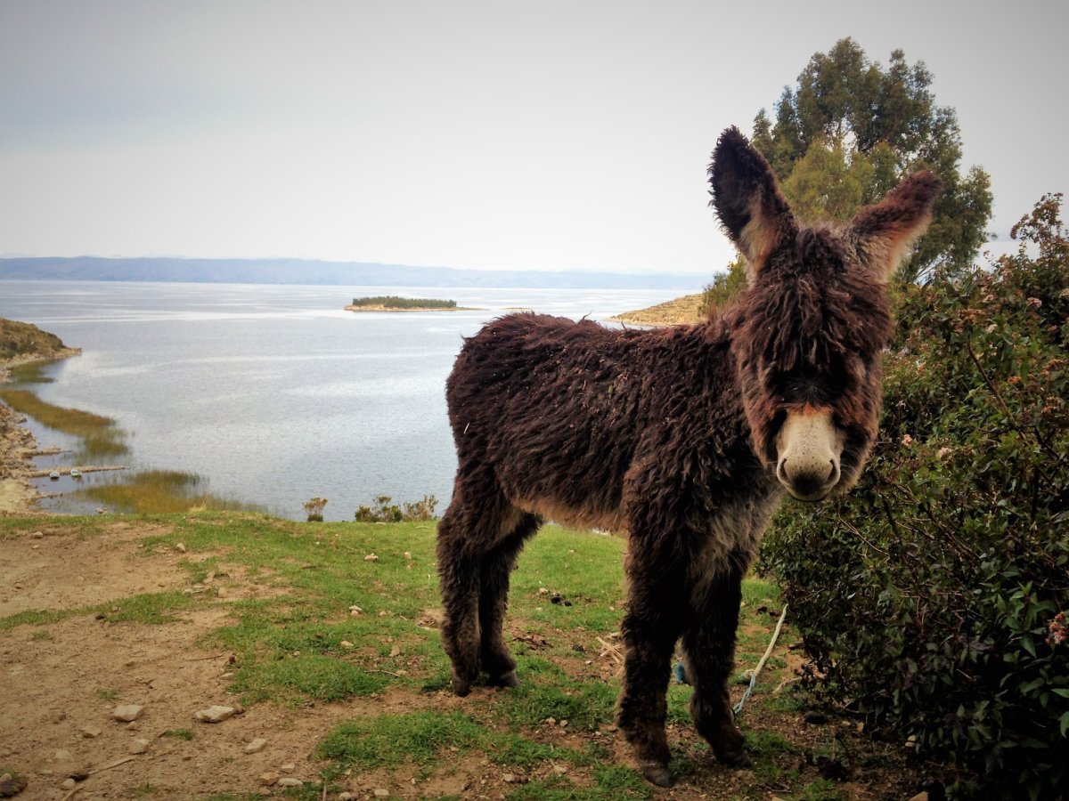 Мохнатый ослик