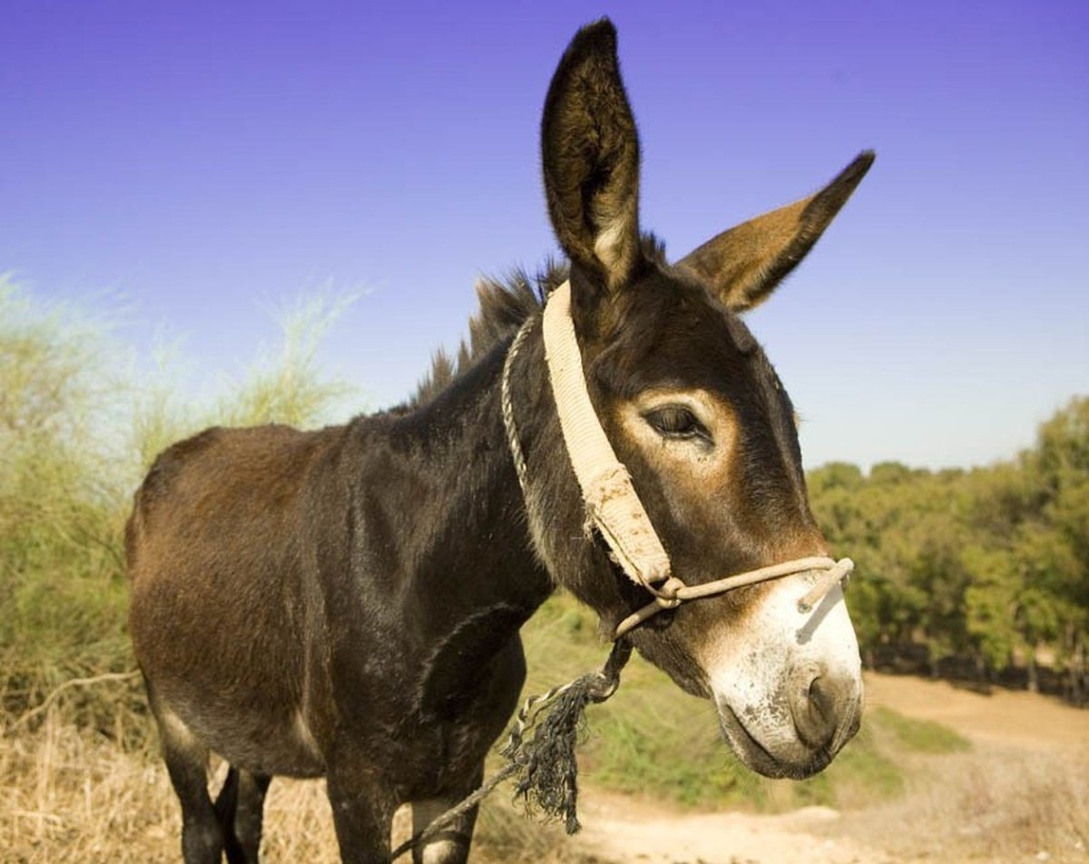 Ослик с длинными ушами
