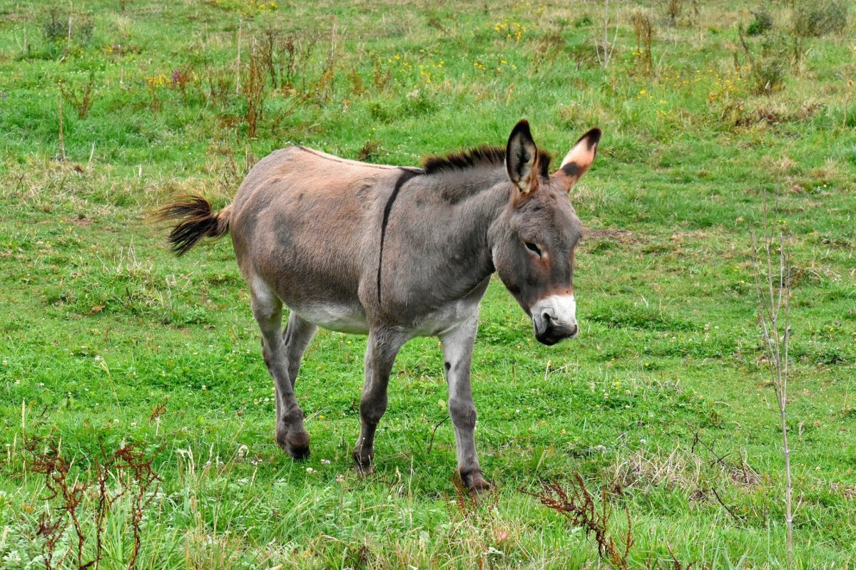 Осел и ослиха