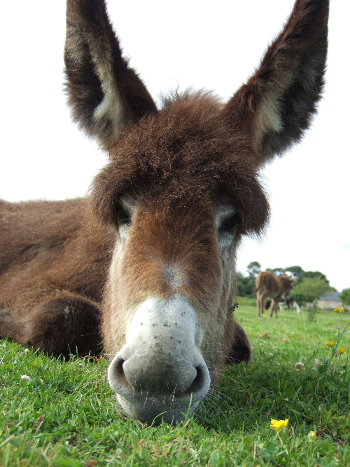 Красивый осел