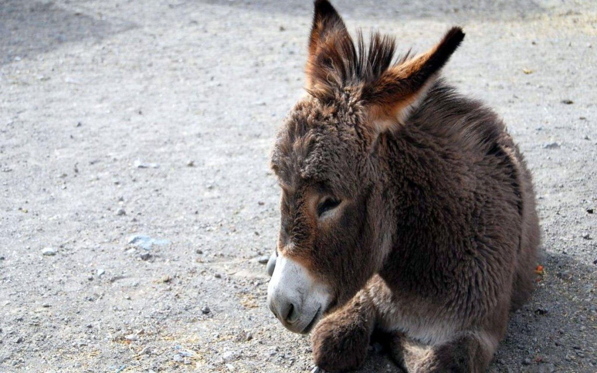 Осел и волк