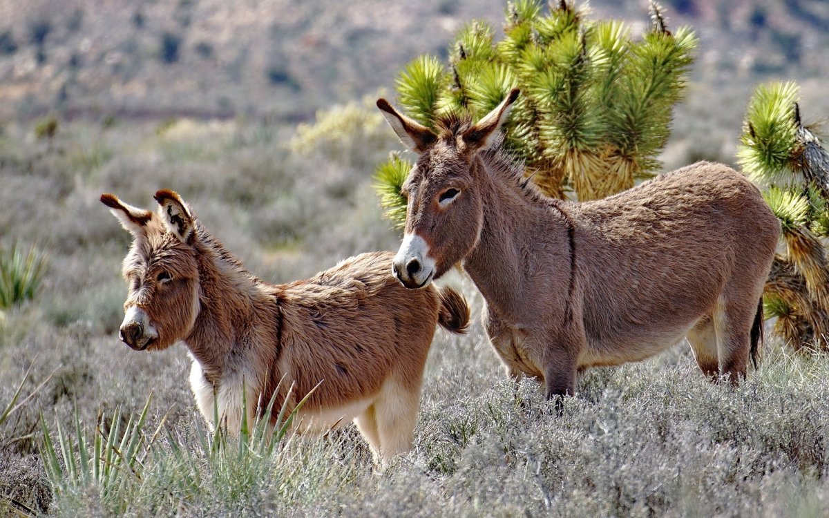 Дикие ослы в природе
