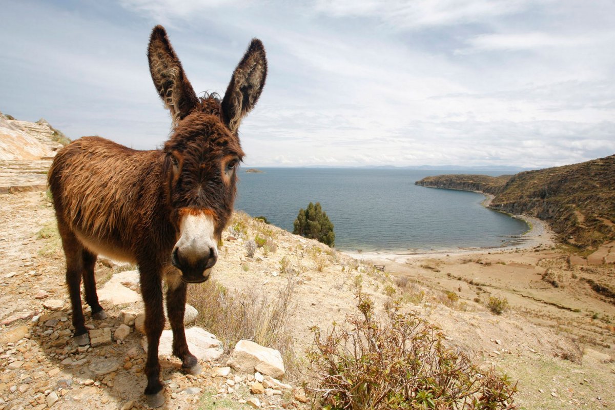 Крымские ослики