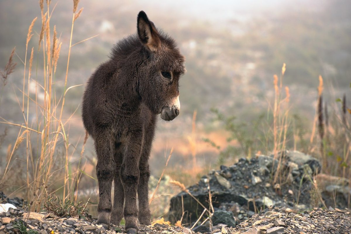 Маленький ослик