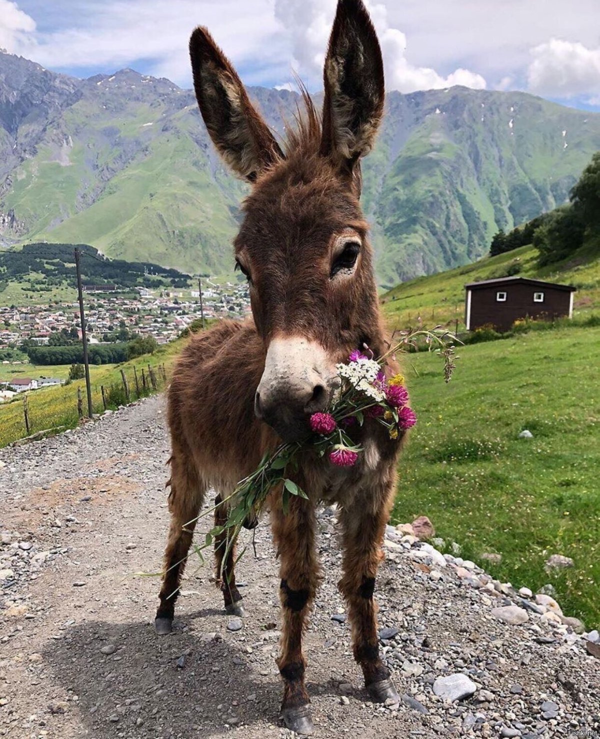 Ослик в цветах