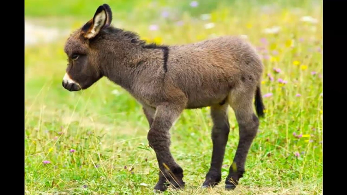 Маленький ишак