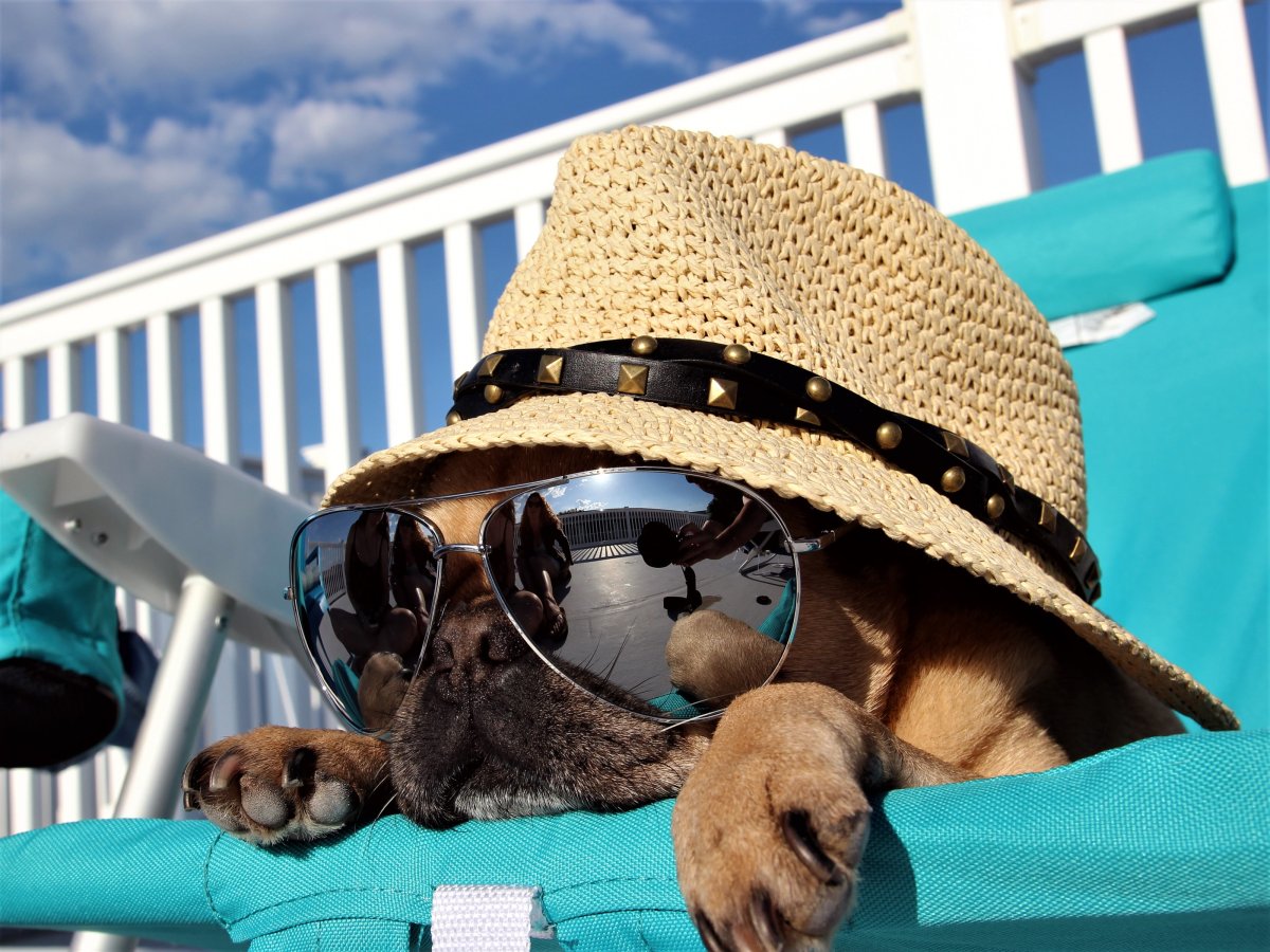 Собака в шляпе и очках