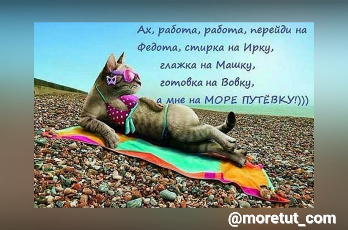 Кот на пляже