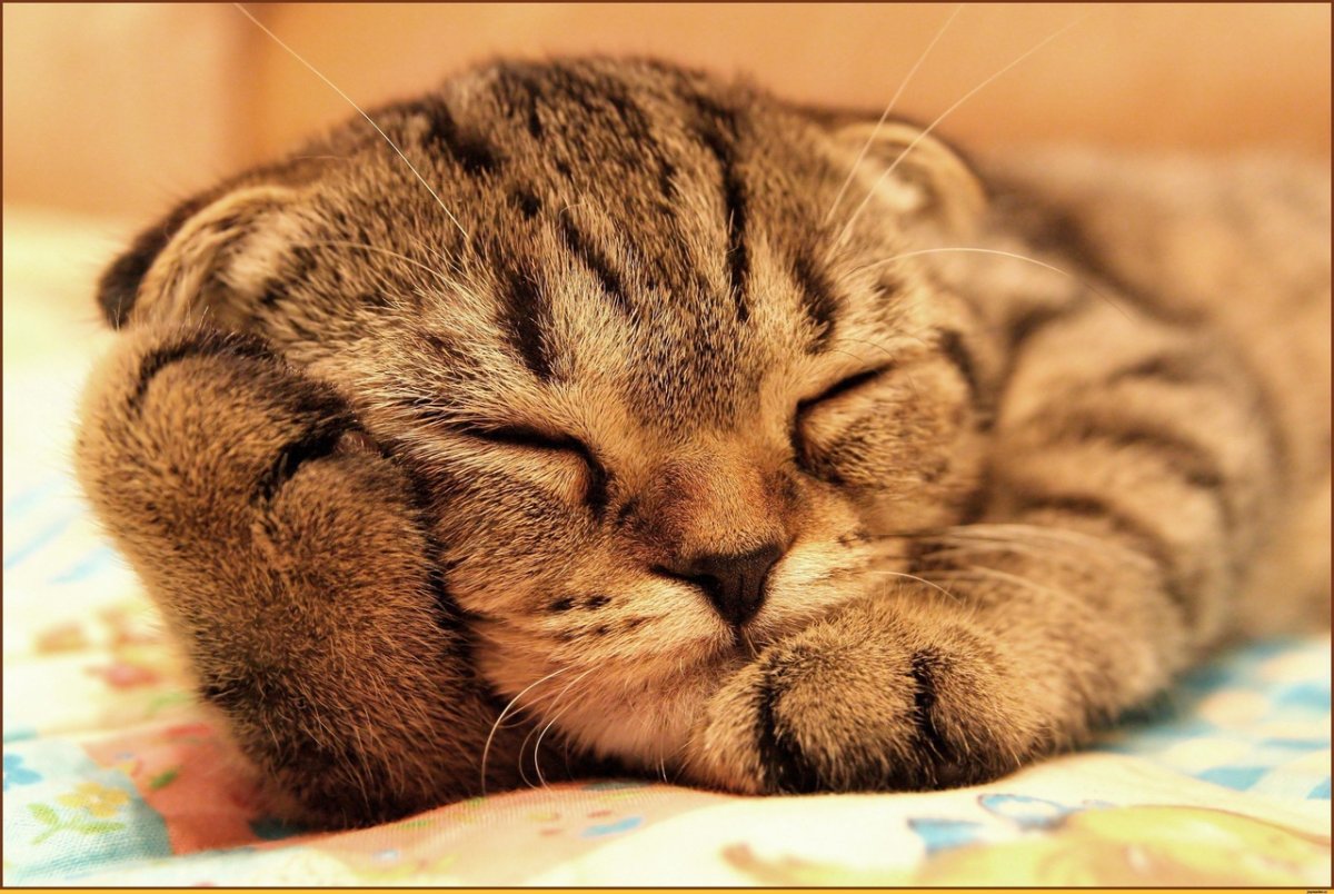 Котик спит