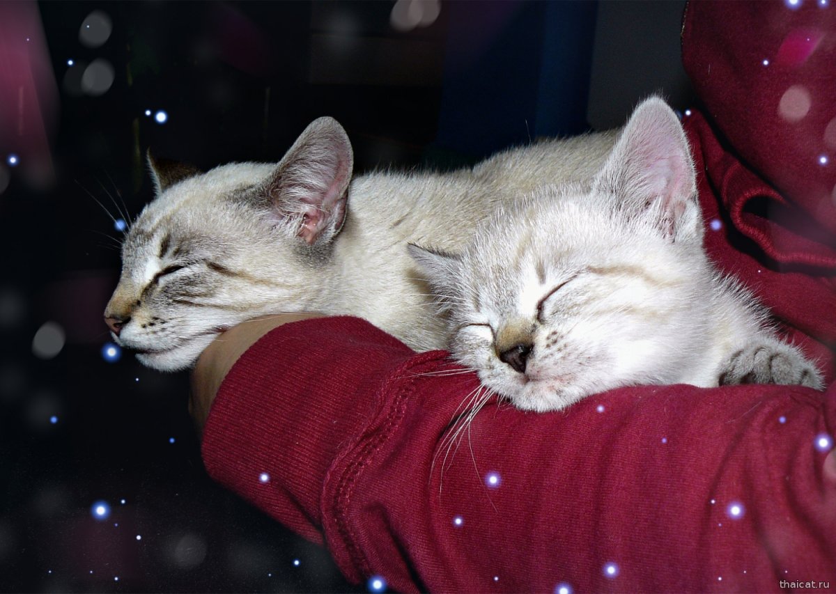 Котоматрица с надписями