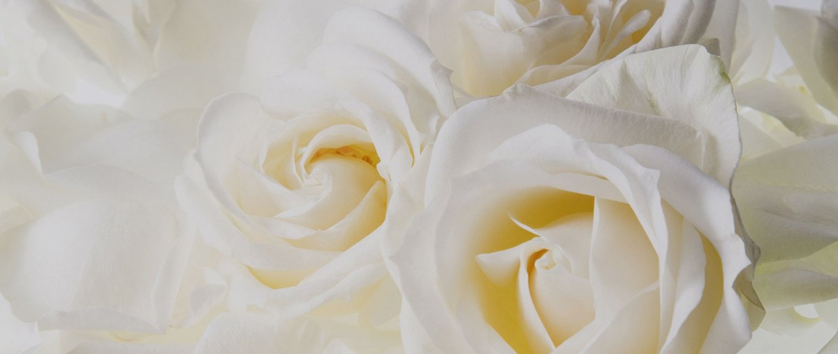 Роза на белом фоне