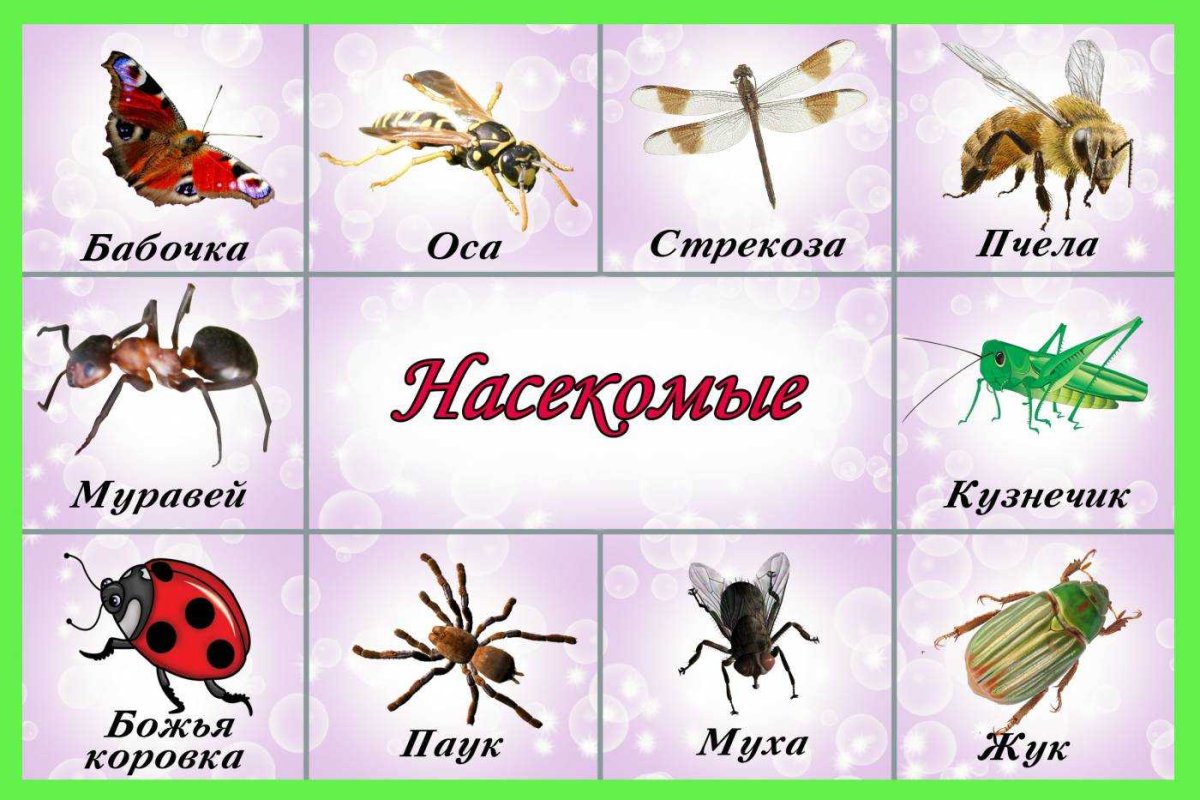 Насекомые для дошкольников